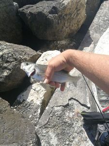 European Bass (Seabass)
