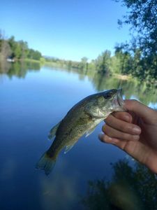 Largemouth Bass