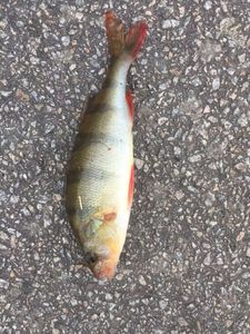European Perch