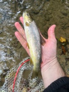 Brown Trout