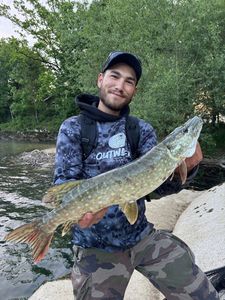 Northern Pike