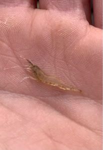 White-Clawed Crayfish