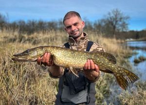 Northern Pike