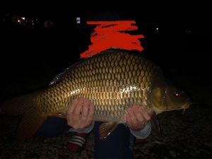 Common Carp