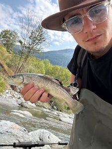Brown Trout