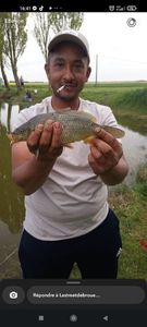 Crucian Carp