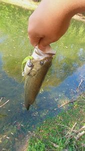 Largemouth Bass