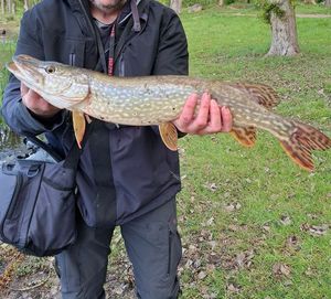 Northern Pike