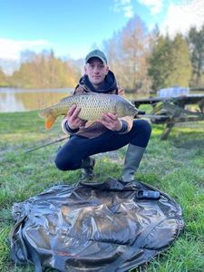 Common Carp