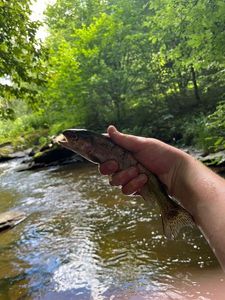 Rainbow Trout