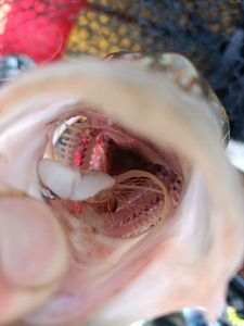 European Bass (Seabass)