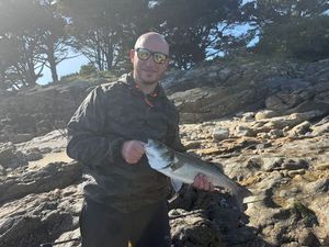 European Bass (Seabass)