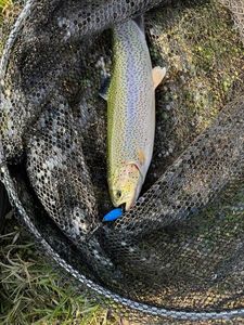 Rainbow Trout