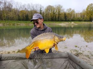 Mirror Carp