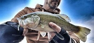 Largemouth Bass