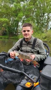European Perch