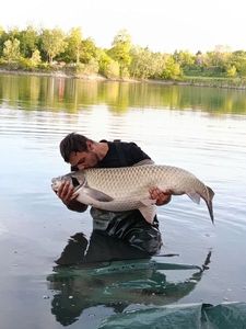 Grass Carp