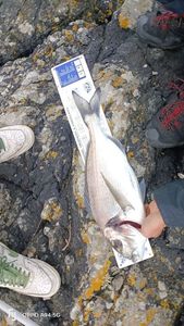 Gilthead Seabream