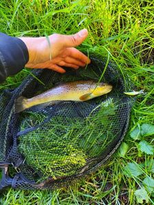 Brown Trout