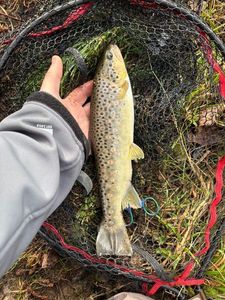Brown Trout