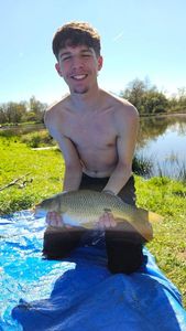 Common Carp