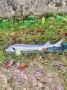 Starry Sturgeon