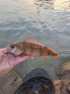 European Perch