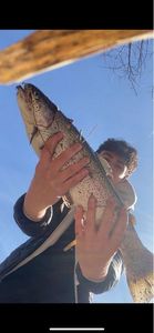 Rainbow Trout