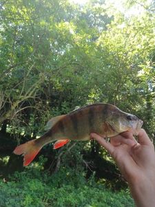 European Perch