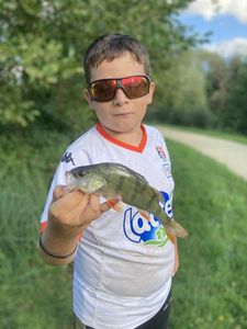 European Perch