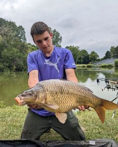 Common Carp