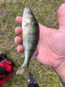 European Perch