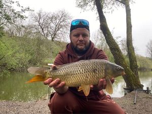 Common Carp