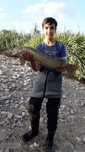 Northern Pike