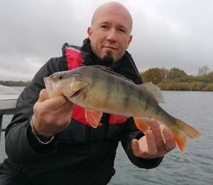 European Perch