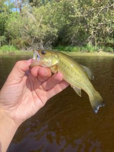 Largemouth Bass