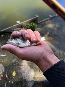 Roach