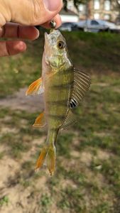 European Perch