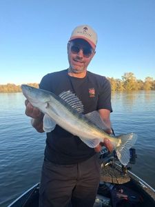 Zander