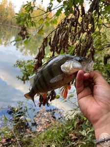 European Perch