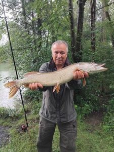 Northern Pike