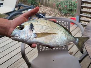 Gilthead Seabream