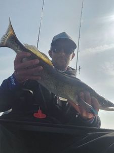 Zander