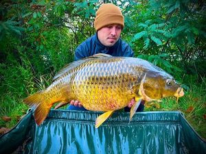 Common Carp