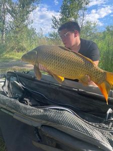 Common Carp