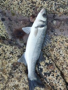 European Bass (Seabass)