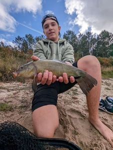 Tench