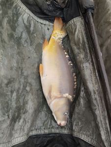 Mirror Carp