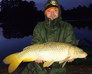 Common Carp