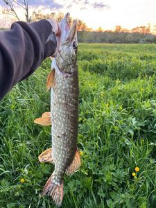 Northern Pike